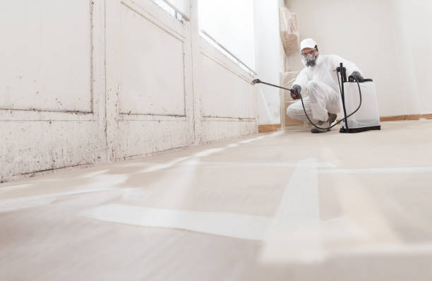 Black mold remediation team in West Orange